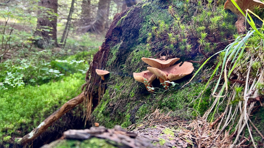 Az erdő kincsei - Iphone